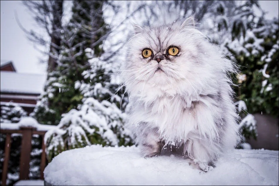 1385926981_cats_have_snow_02398_009.webp