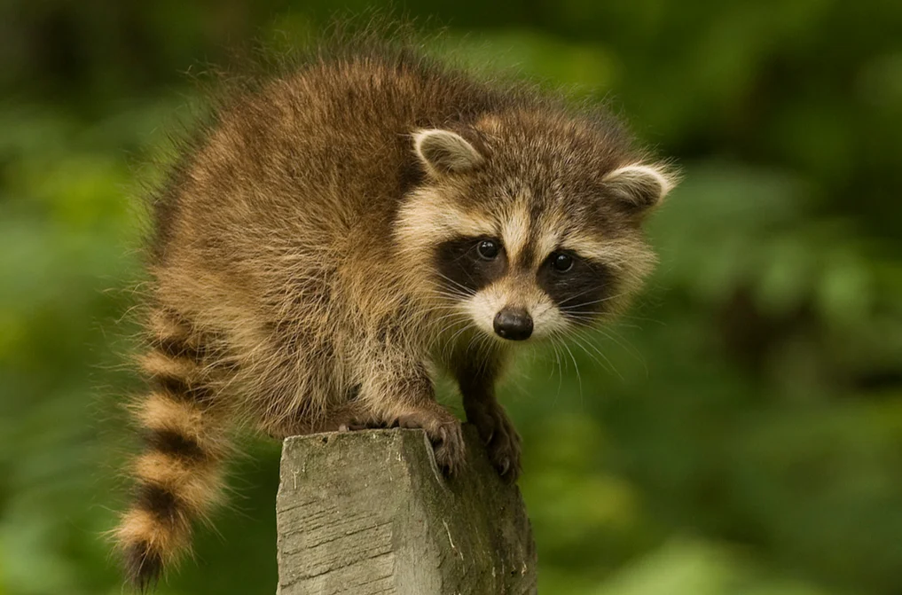 1390504695_all-sizes-baby-raccoon-flickr-photo-sharing-1.webp