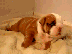 1392885378_cuteness_overload_28.gif
