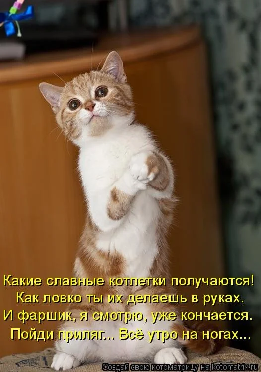 1393005206_novye-kotomatricy-7.webp