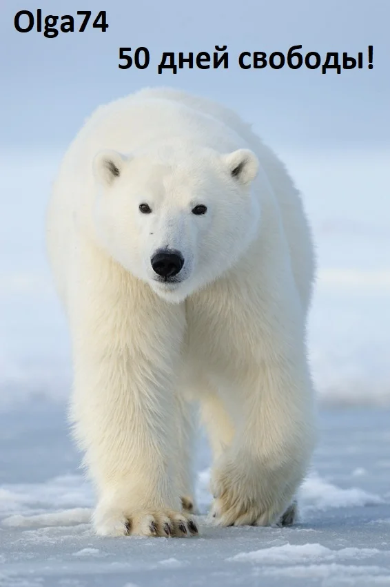 13_Oct-polar-bears-4510.webp