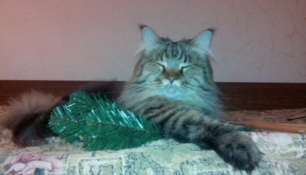 14. Алисы бывают разные.png