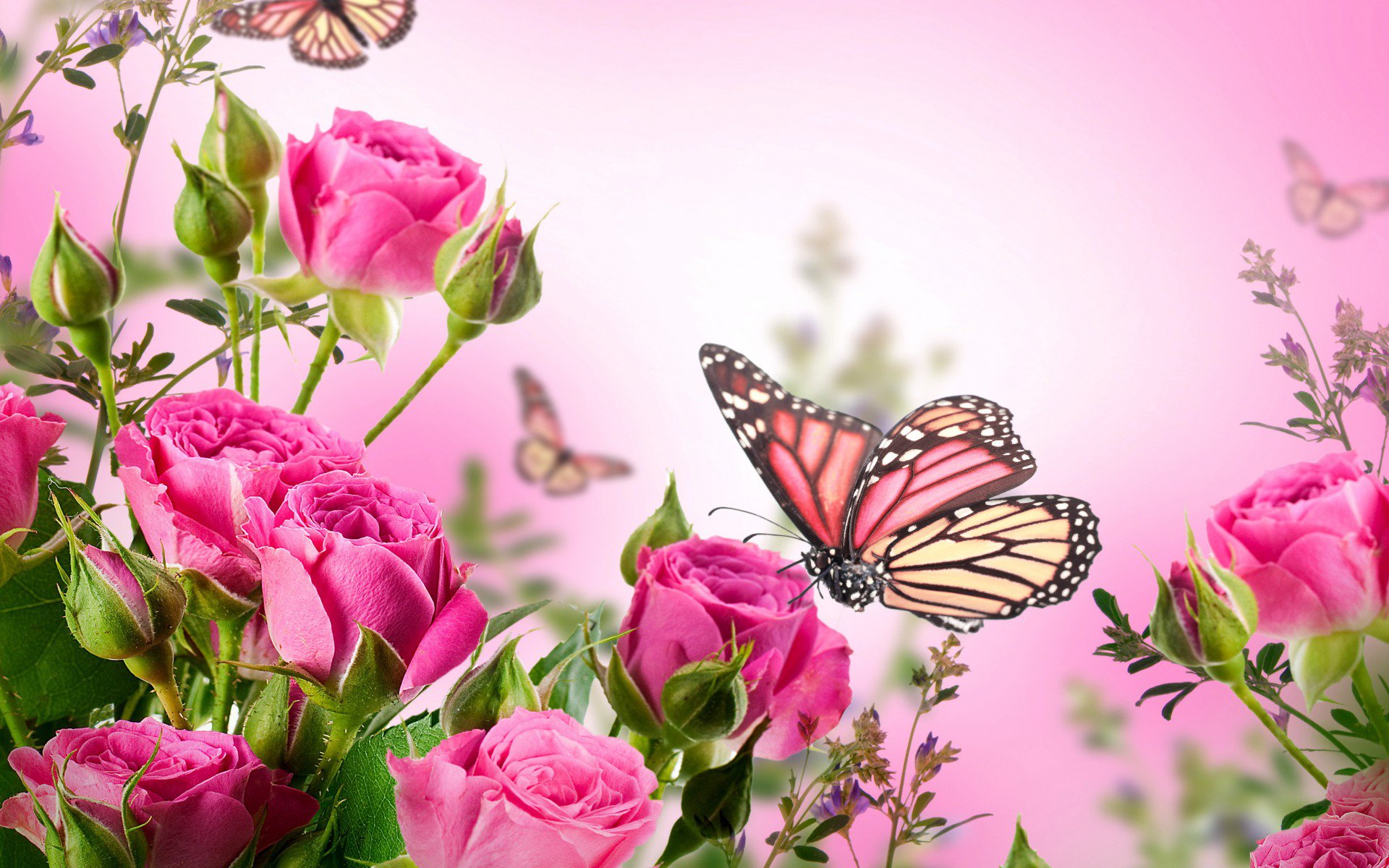 1415090202_roses-flowers-pink.jpg