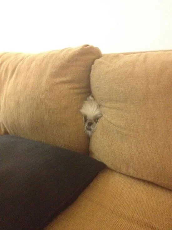 1422307474_funny_dogs_hiding_17.webp