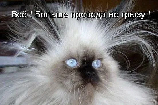1423800425_p2dz2miwxki.webp
