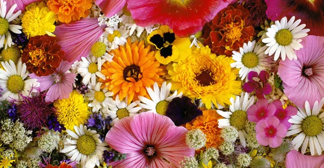 14369_original.webp