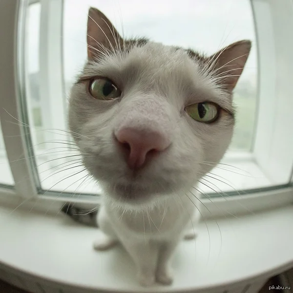 1443463572_702684898 (1).webp