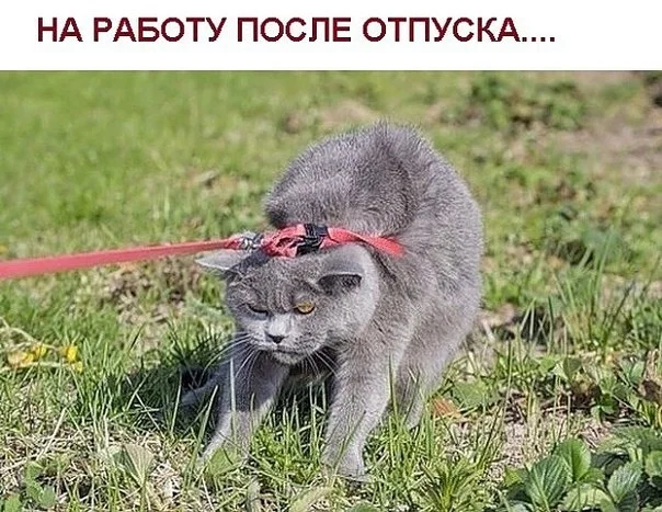 1446055049_back_to_work2.webp