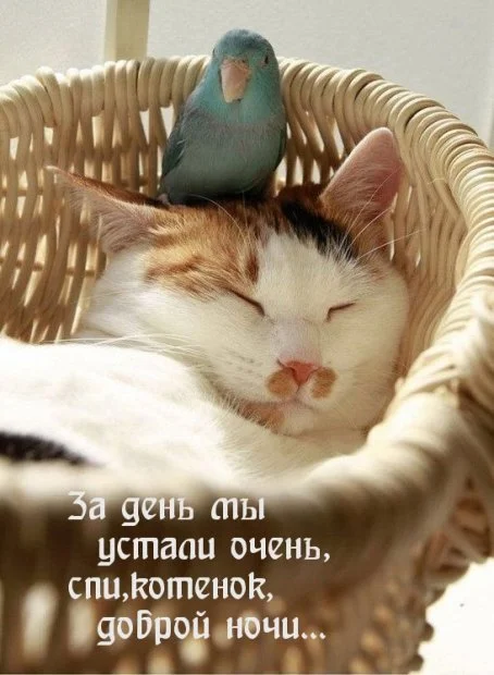 1455574403_prikolnye-kartinki-spokoynoy-nochi-15.webp