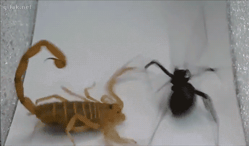 1472038540_scorpion-vs-black-widow-imgur.gif