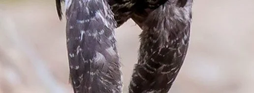 1476604107_004 (1)_1.webp