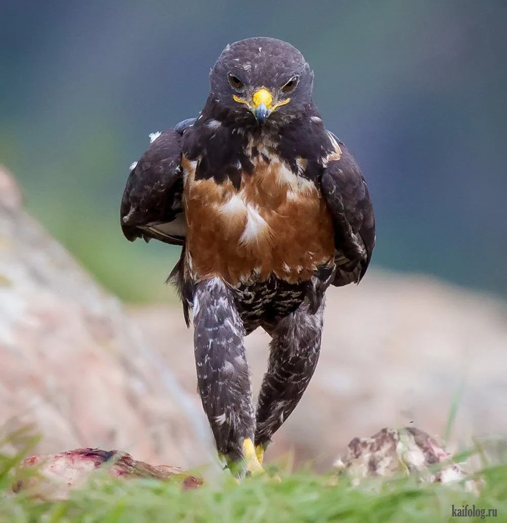 1476604107_004 (1).webp