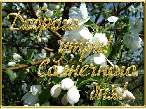1485636949_382-dobrogo-utra-solnechnogo-dnya.gif