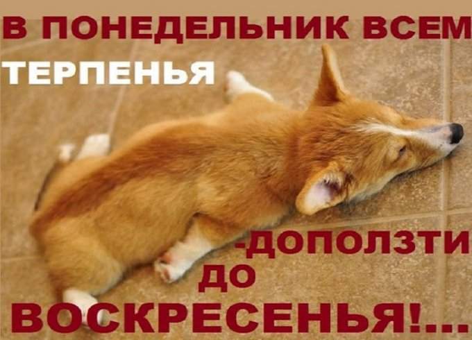 1487603593_zhivotnye.jpg