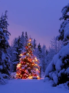 15.webp