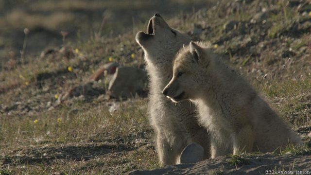 150130111159_wolves_arctic_wolf_pups_learning_to_howl_624x351_bbcanwarmamon.jpg