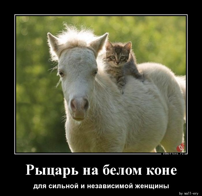 1528774832_Rycar-na-belom-kone_demotions.ru.jpg