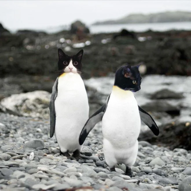 1529928236_pingvinovye-koshki-10.webp