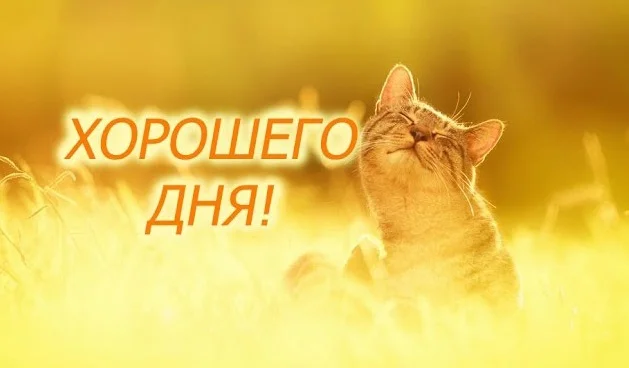 1533763895_pozhelaniya-horoshego-dnya-i-otlichnogo-nastroeniya.webp