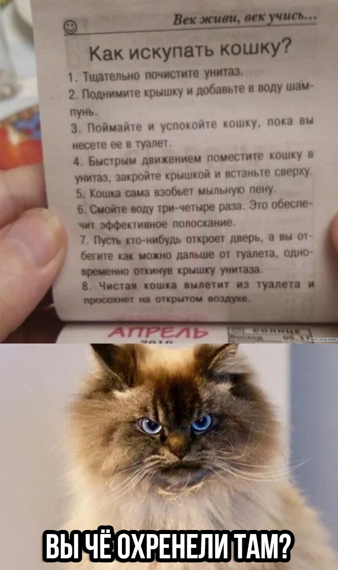 1539601760_smeshnye-kartinki-s-nadpisjami-0.webp