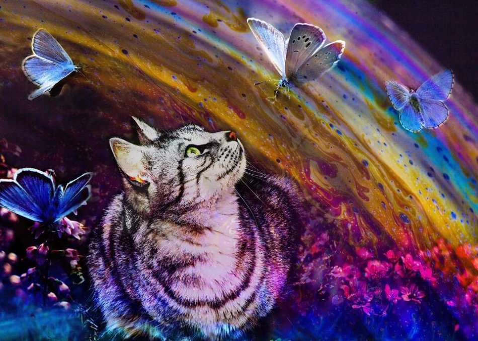 1540799734_1-cat-rainbow.jpg