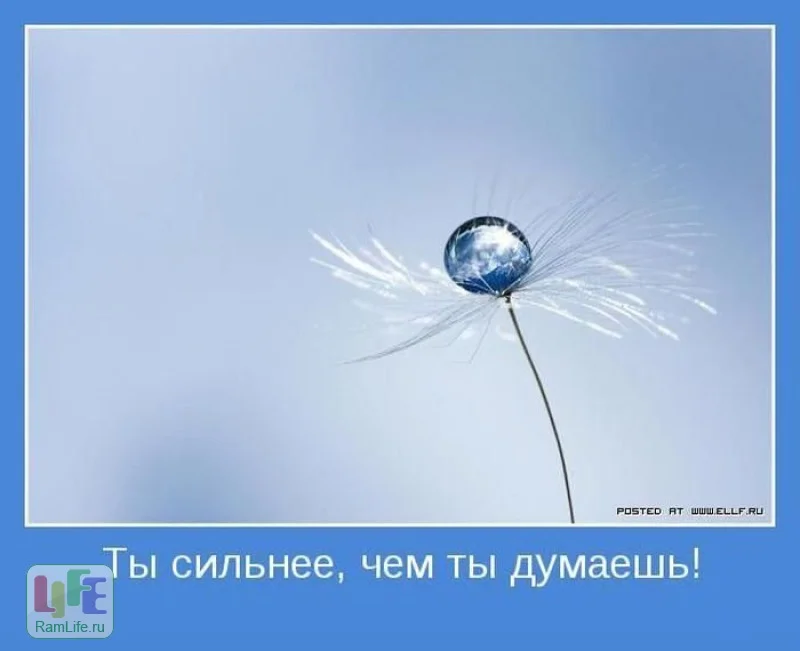 15653-a6e2a346_800.webp