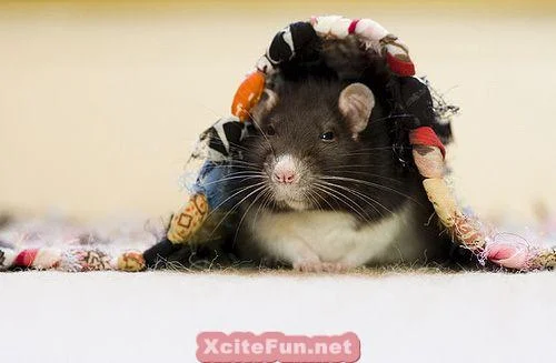 157219,xcitefun-cute-nad-funny-rat-photo-session-12.webp