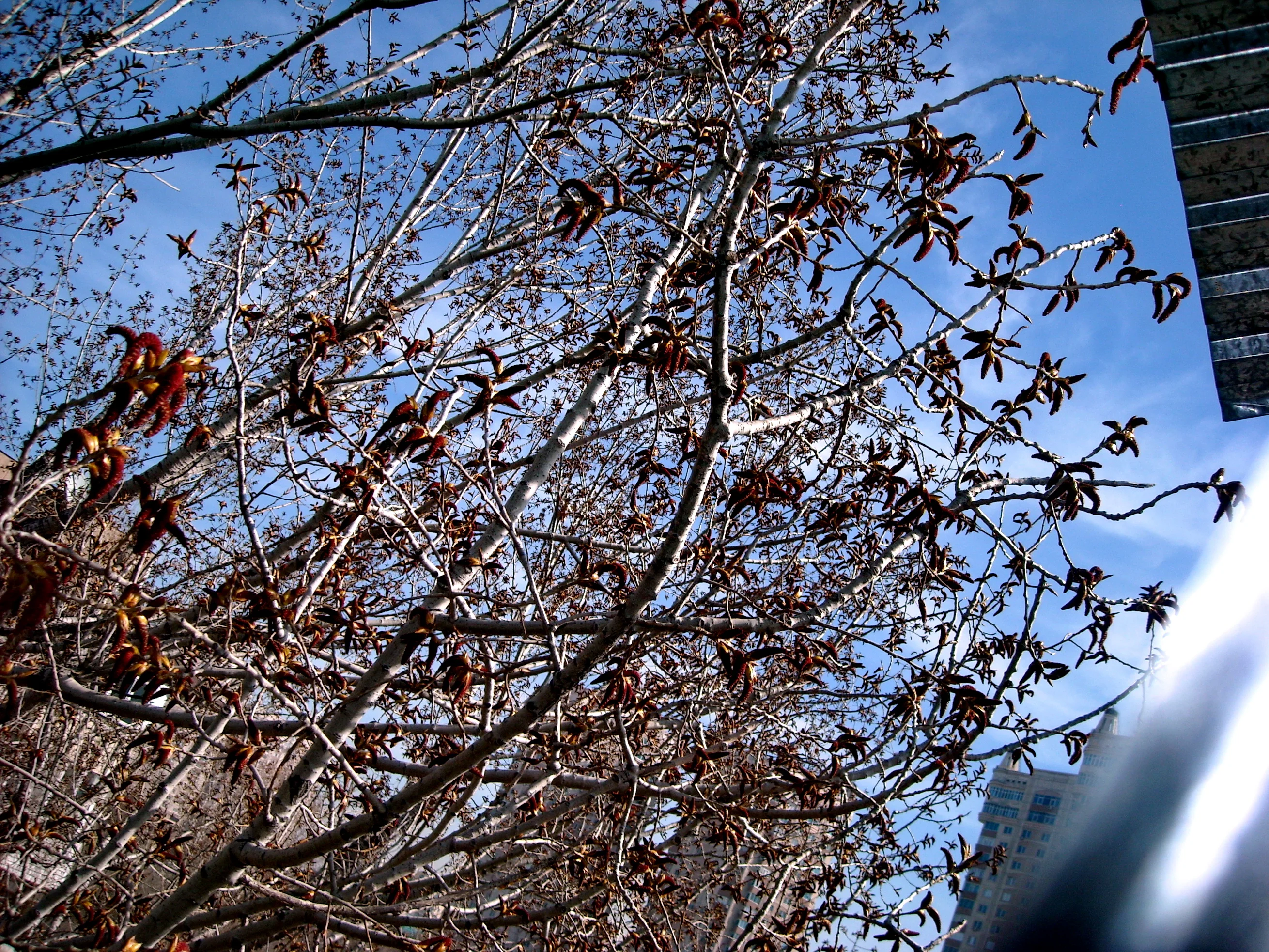 158 весна--.webp