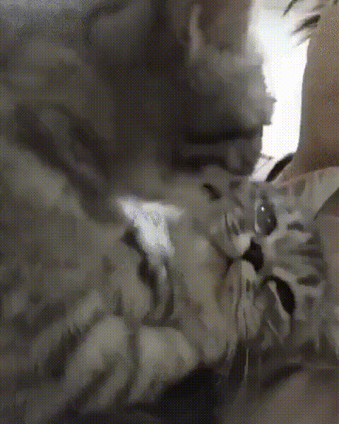 1585293275146550881.gif