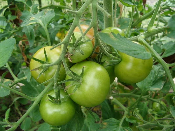 161497_zelenye-pomidory-na-vetke.webp