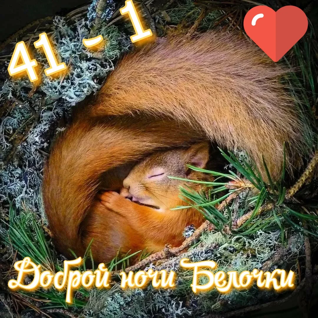 1626743355_14-krasivosti-pro-p-belka-pod-odeyalom-grizuni-krasivo-foto-14_обработано.webp
