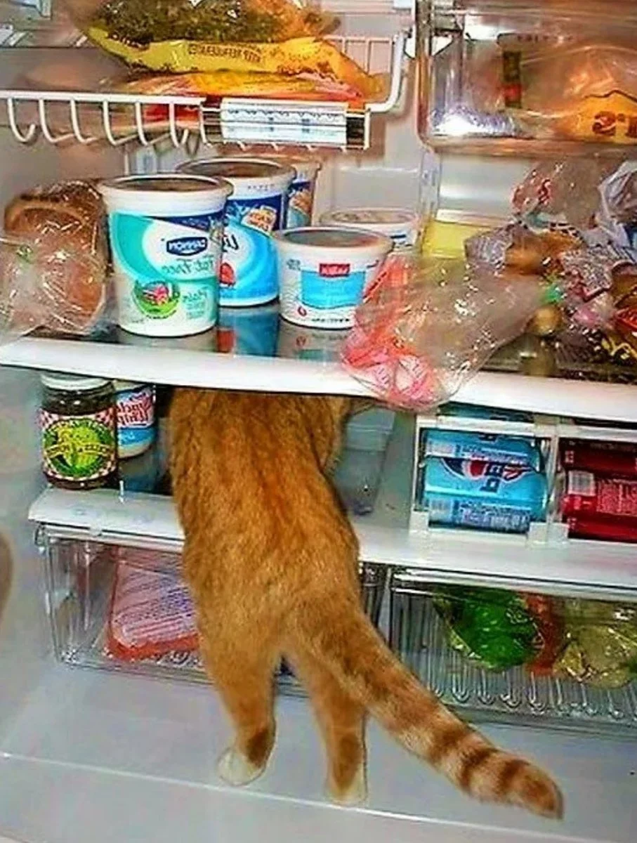 1628884860_63-p-kot-v-kholodilnike-foto-67.webp