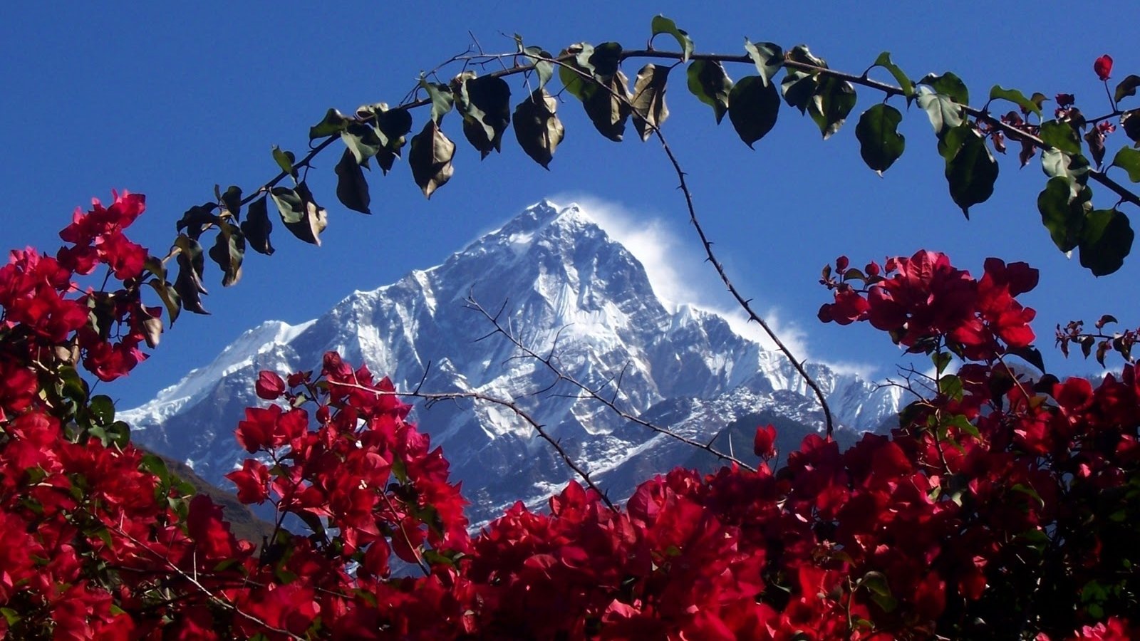 1630063315_25-oir-mobi-p-roza-tibet-tsveti-krasivo-foto-26.jpg