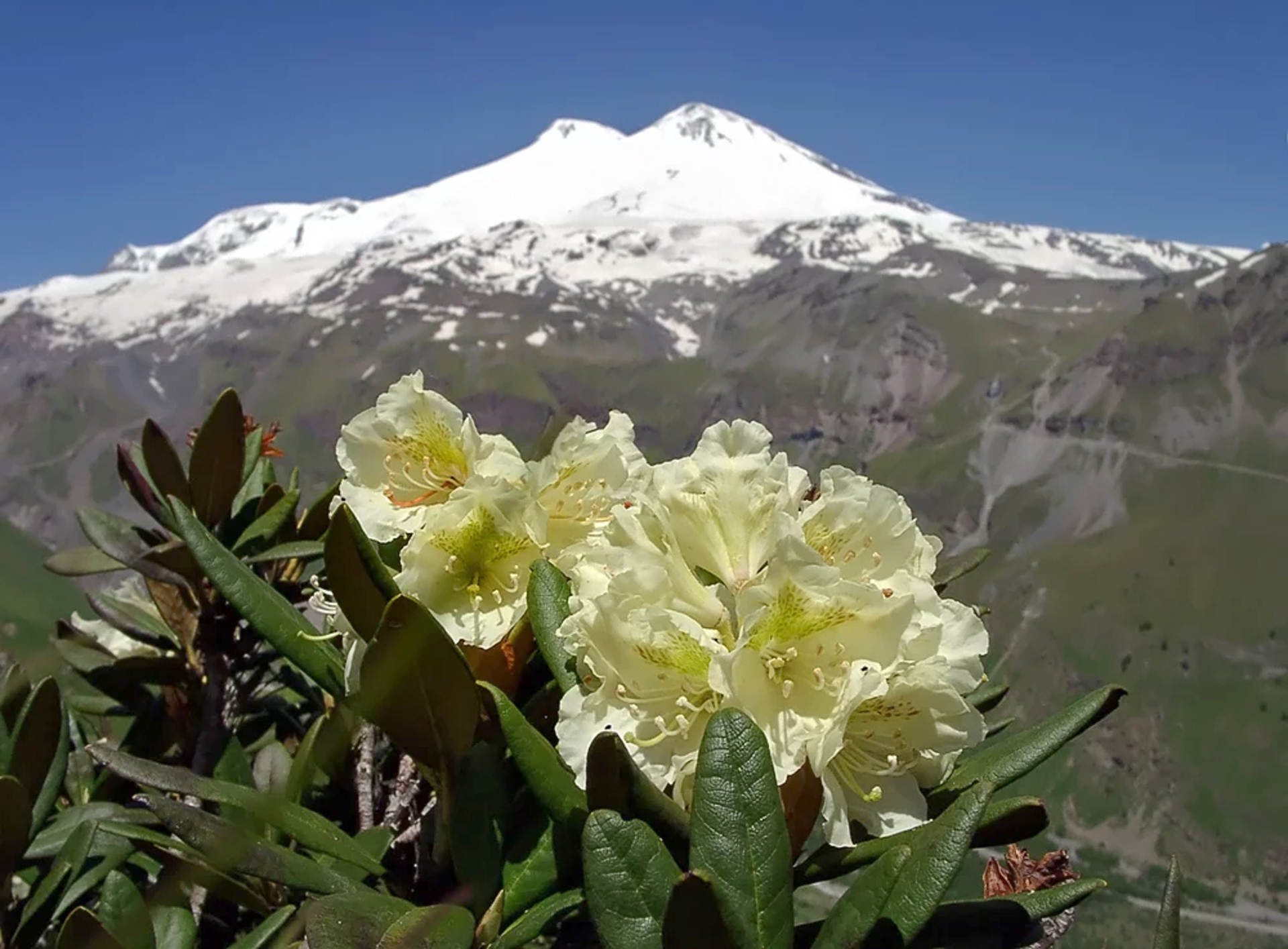 1638411895_57-pro-dachnikov-com-p-tsveti-rododendroni-v-gorakh-foto-58.jpg