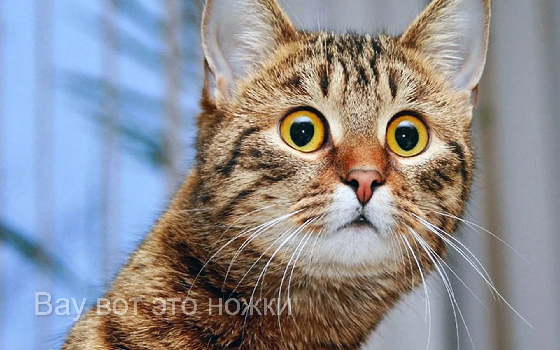 1638558666_83-koshka-top-p-koshka-s-udivlennimi-glazami-87 (1).webp