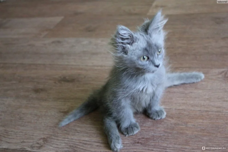 1638929876_19-koshka-top-p-koshka-na-shpagate-21.webp
