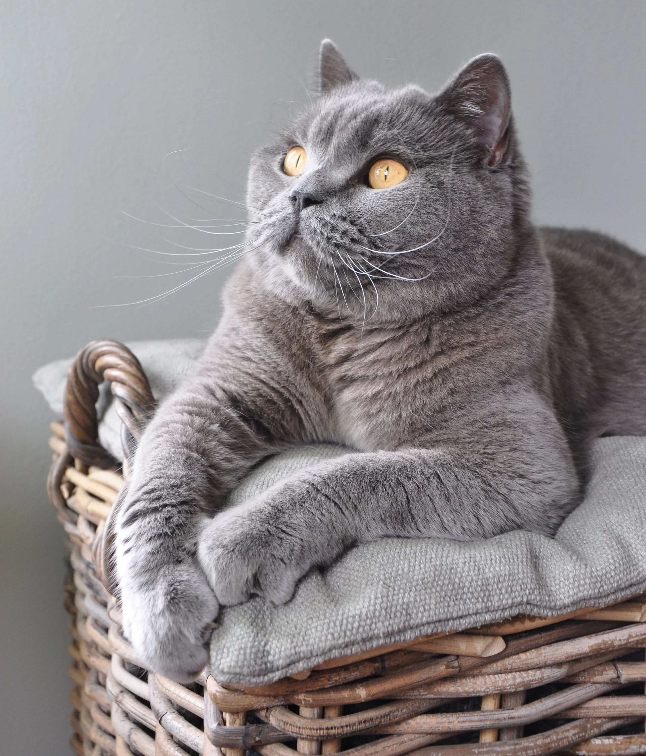 1639928991_22-koshka-top-p-vzroslii-kot-britanets-22 (1).webp