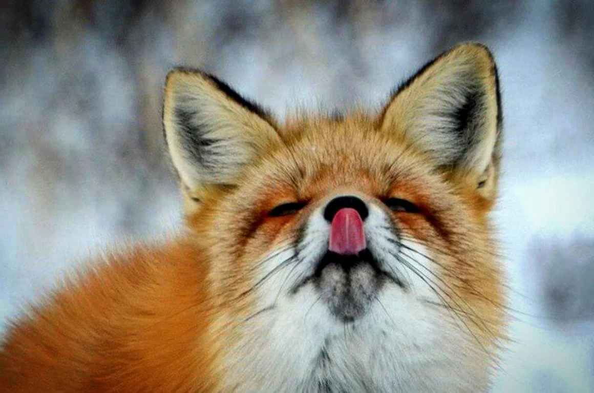 1644977911_23-fikiwiki-com-p-lisi-prikolnie-kartinki-23 (1).webp