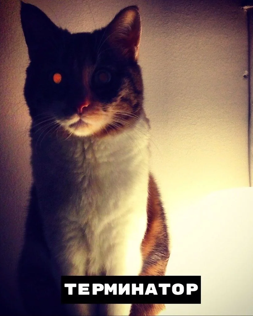 1653105980_4-funart-pro-p-kot-terminator-zhivotnie-krasivo-foto-4.webp