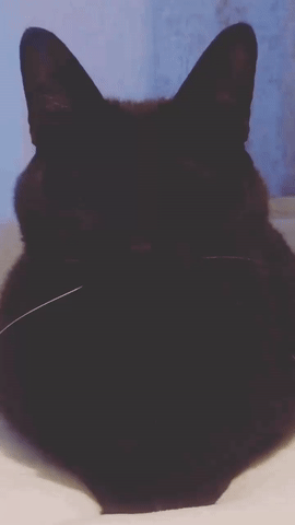 1653210598.gif