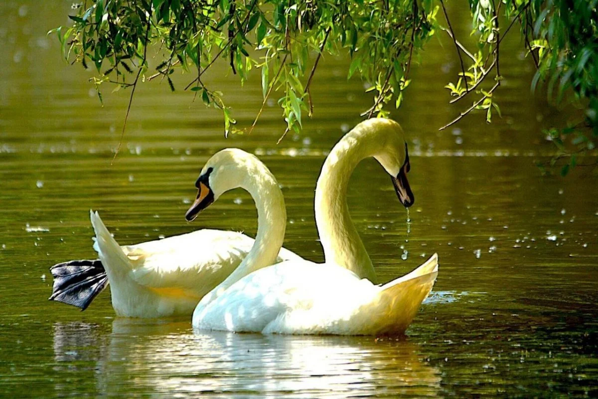 1663293628_15-mykaleidoscope-ru-p-lebedi-v-letnem-sadu-oboi-17.webp