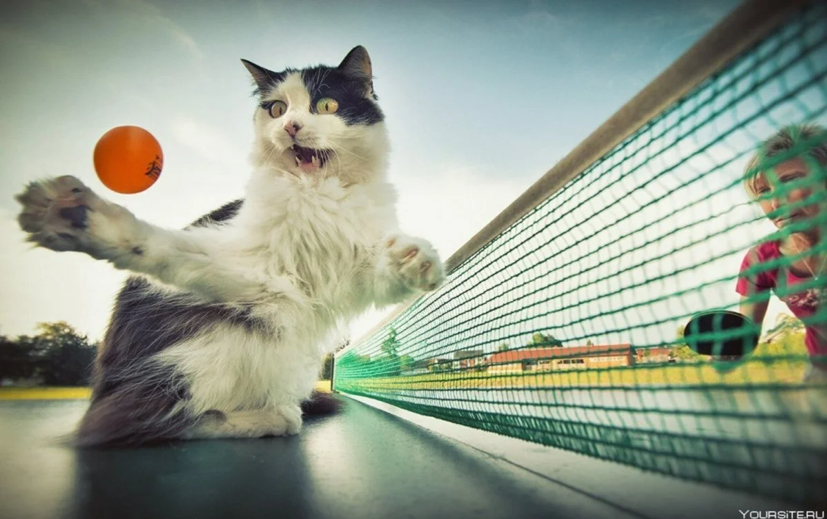 1670646304_27-kartinkin-net-p-zhivotnie-sportsmeni-kartinki-krasivo-31.webp