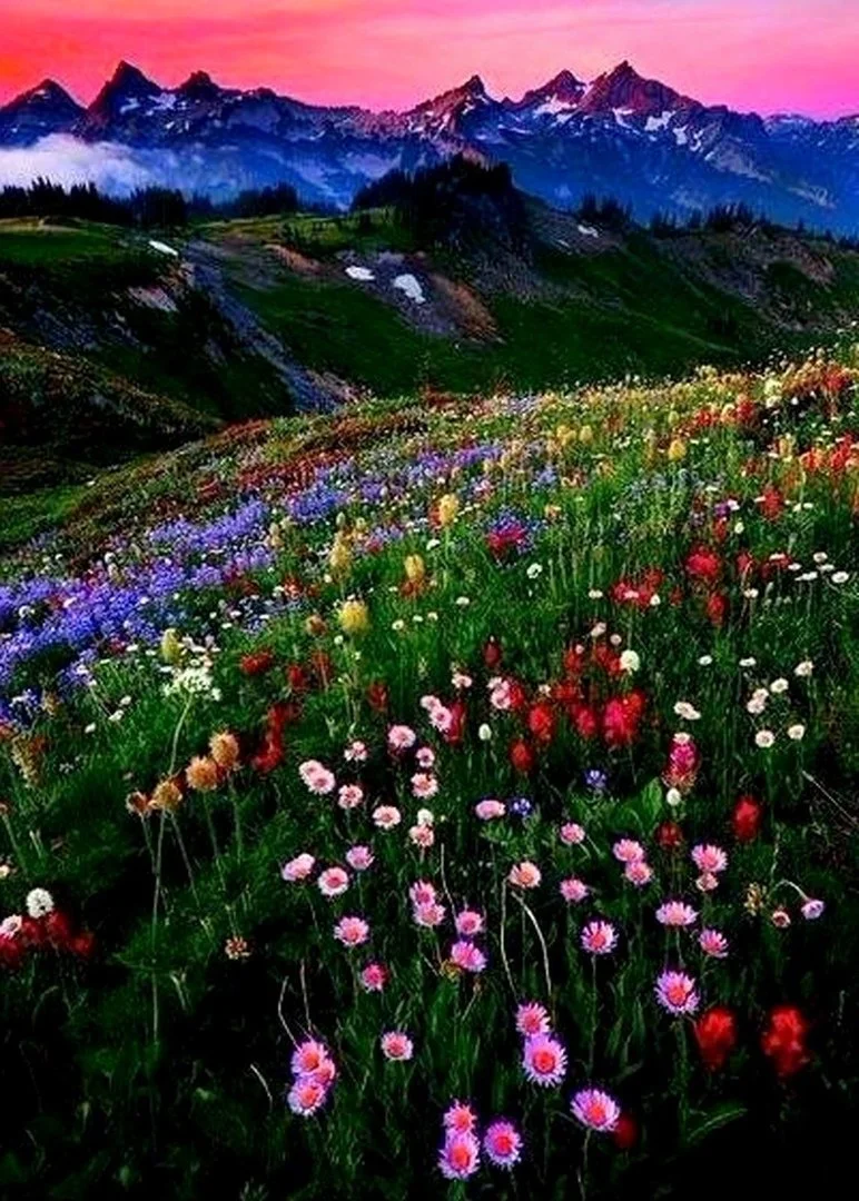 1672242099_krasavica-info-p-gornie-tsveti-pinterest-4 (1).webp