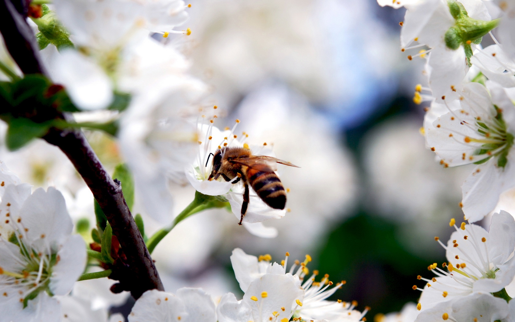 1680x1050-px-Bumblebee-1648267.jpg