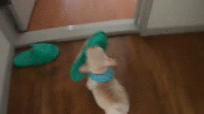 16835707_0181580c075d3037437bb17aee3bf4aa_800.gif