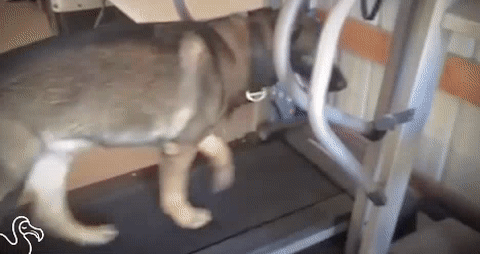 17.04.02- ленивая жопа.gif