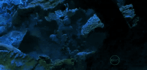 17.04.11- русалка.gif