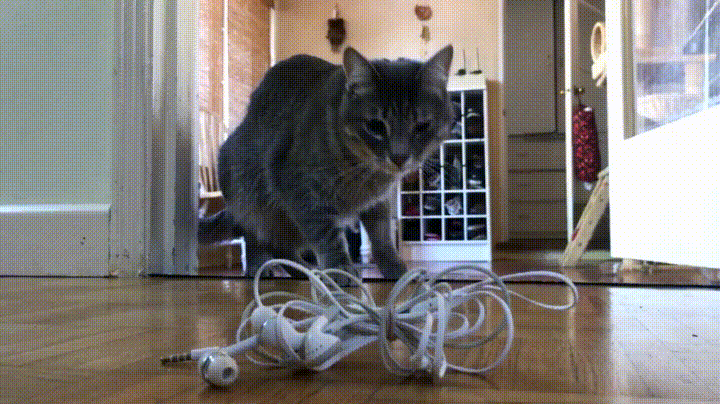 17.04.13- котопульта.gif