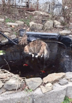 17.04.13 рыбалка.gif