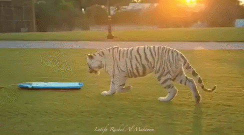 17.04.21- тигр.gif